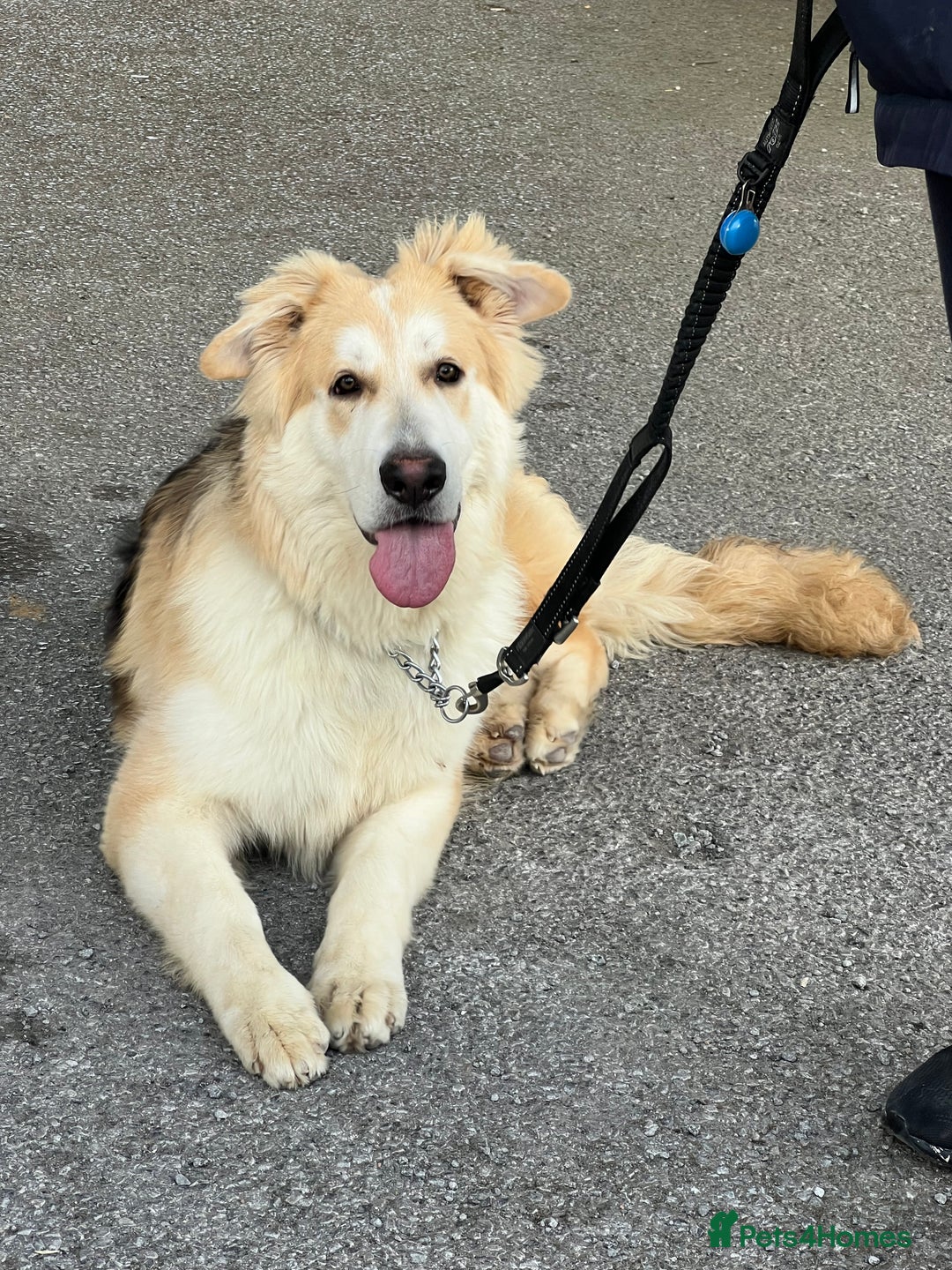 German Shepherd dogs for sale: long haired white sable boy  in Porthcawl - Image 5