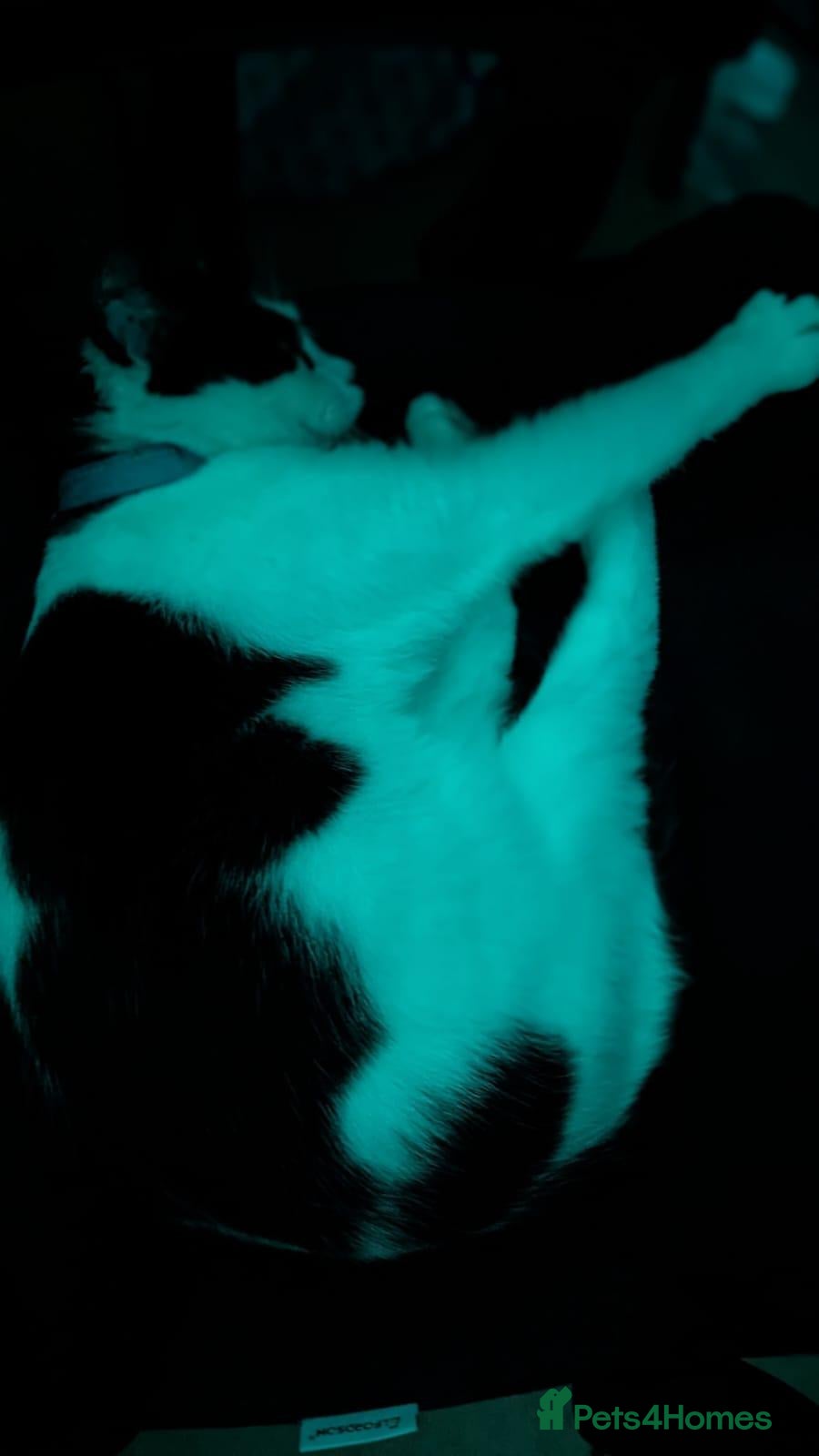 Mixed Breed cats Domestic medium hair cat - Advert 8
