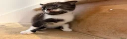 Mixed Breed cats for sale: The most loving kittens available  in Ramsgate - Advert 2