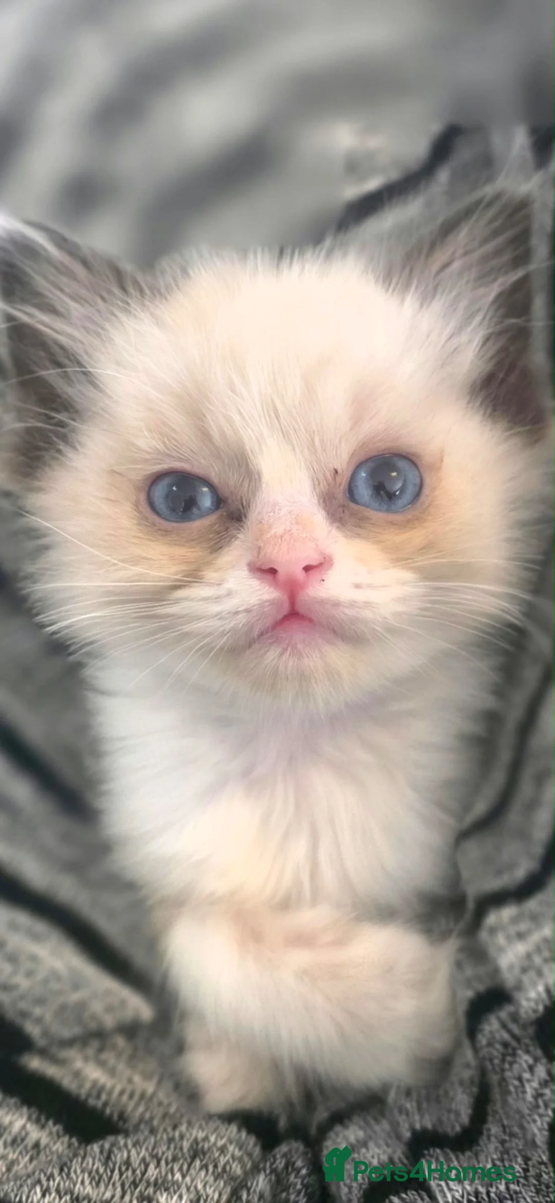 Ragdoll cats for sale: Beautiful ragdoll boy - Advert 2
