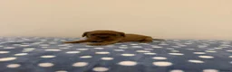 Cavalier King Charles Spaniel dogs for sale: Cavalier King Charles Ruby Puppys - Advert 5