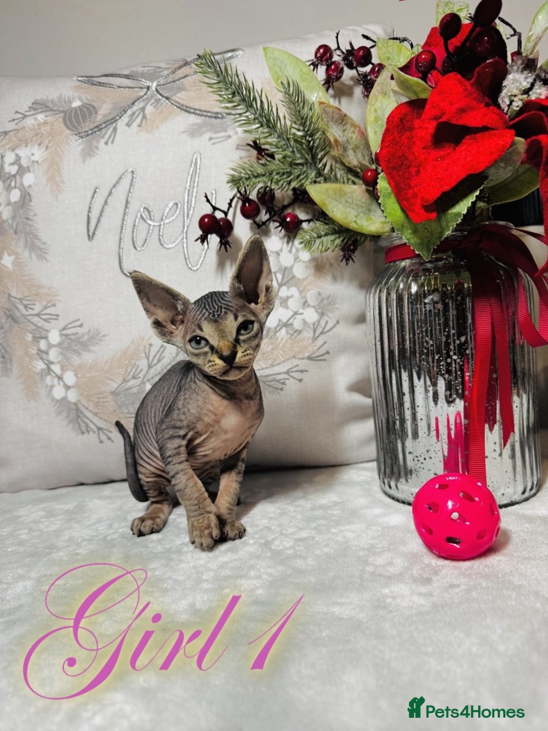 Sphynx cats for sale: Stunning Pedigree Sphynx Kittens - Advert 5