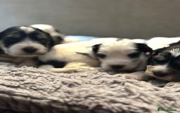 Cockapoo dogs for sale: F1 cockapoos beautiful litter 5 left* - Image 25