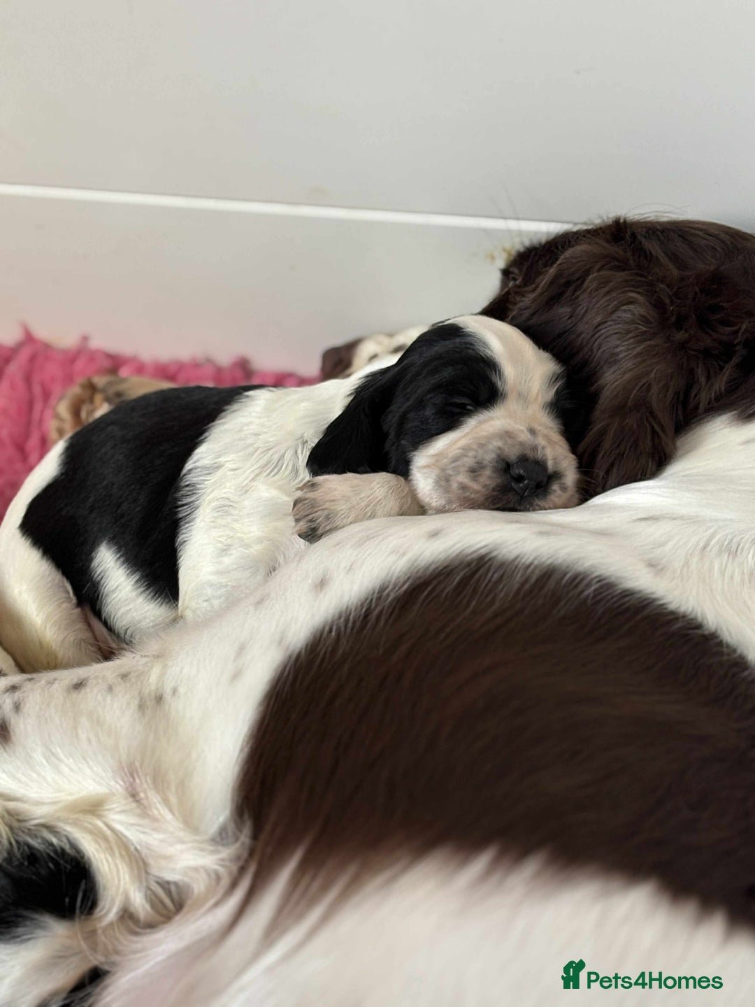 Sprocker dogs for sale: Adorable F1 Sprocker Spaniel Babies.  - Advert 8