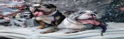 English Bulldog dogs for sale: 4 year old English bulldog  - Advert 3