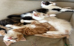 Mixed Breed cats for sale: 5 beautiful kittens  - Image 1