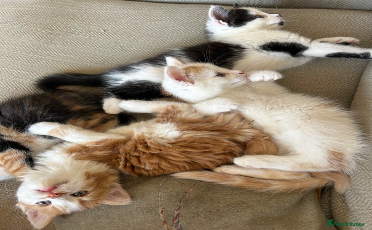 Mixed Breed cats - Advert 4