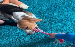 Beagle dogs for sale: 9 month beagle  - Advert 2