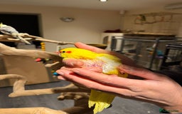 Budgerigars birds for sale: Amazing baby kakariki SOON READY! - Advert 1