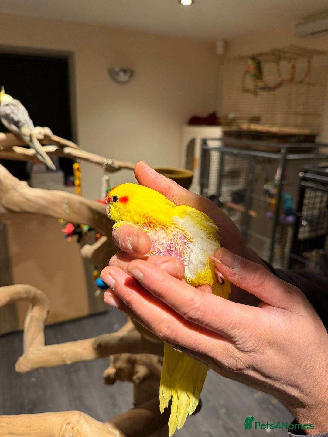 Budgerigars birds for sale: Amazing baby kakariki SOON READY! - Advert 1