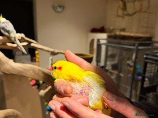 Budgerigars birds Amazing baby kakariki SOON READY! - Advert 3