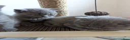British Shorthair cats for sale: Gorgeous purebred kittens - Advert 4