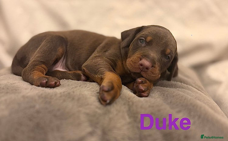 Dobermann dogs - Advert 1