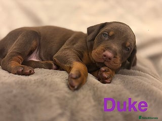 Dobermann dogs - Advert 5