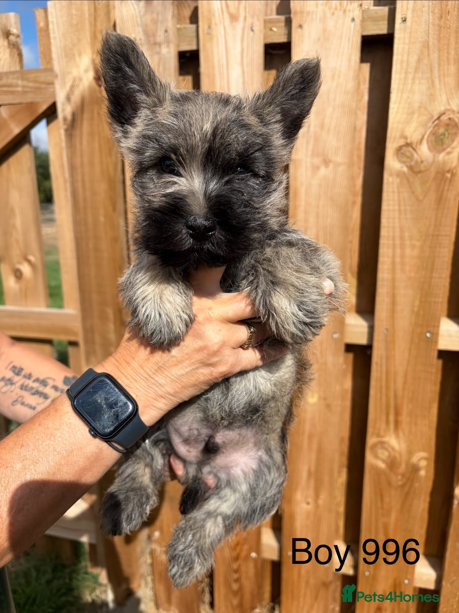Cairn Terrier dogs beautiful health tested cairn terriers - Advert 2