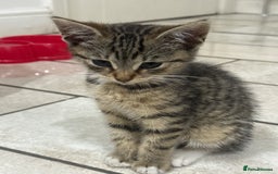 Mixed Breed cats for sale: Beautiful 9 WK Kitten Looking for a Loving Home  - Image 5