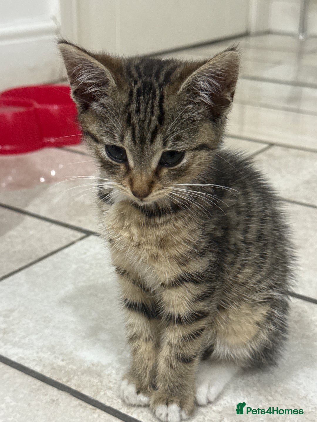 Mixed Breed cats for sale: Beautiful 9 WK Kitten Looking for a Loving Home  - Image 5