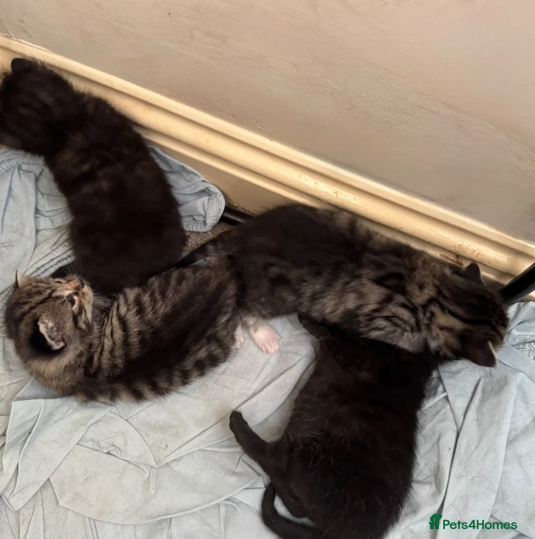 Bengal cats for sale: Cute Bengal kittens  - Advert 5