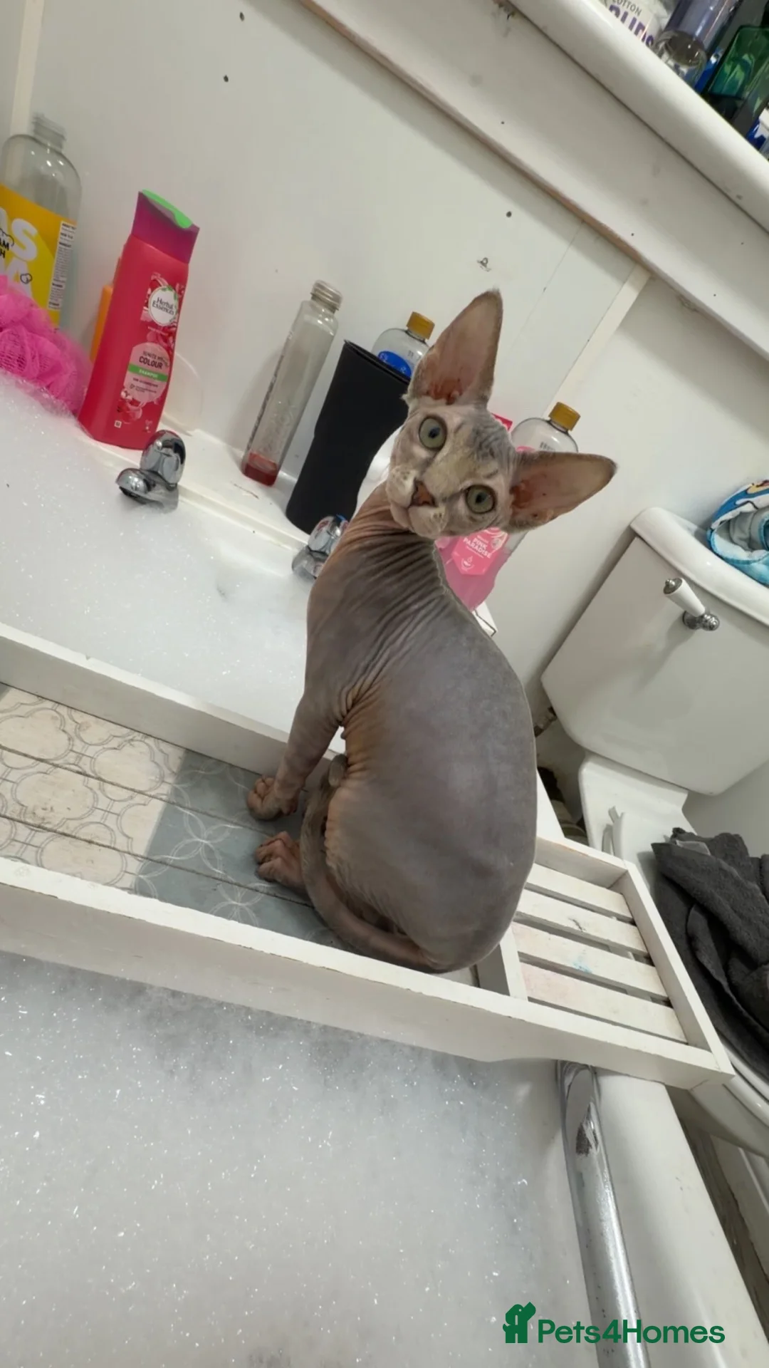 Sphynx cats for sale: Kitten  in Glasgow - Advert 2