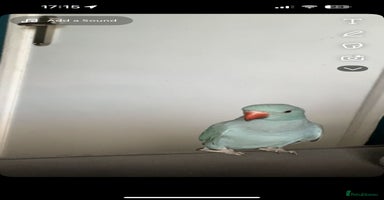 Ringnecks birds - Advert 16