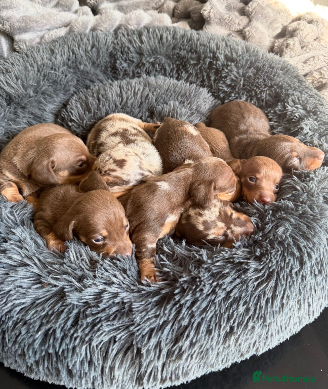 Miniature Dachshund dogs Kennel club Mini Dachshunds  - Advert 1