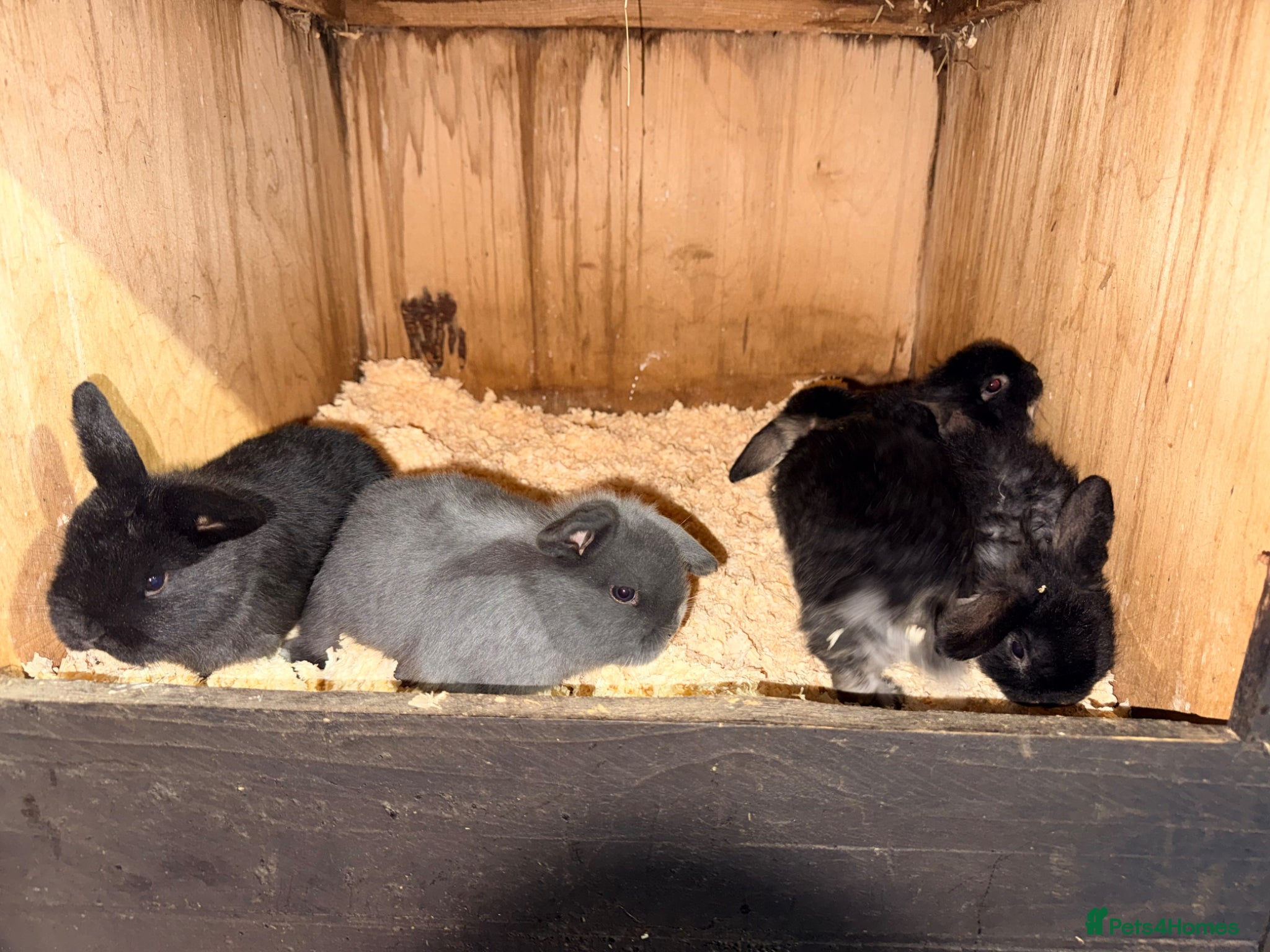 Mini Lop rabbits Mini lops bunnies  - Advert 6