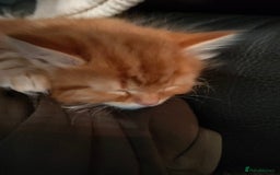 Bengal cats for sale: Adorable kittens looking for loving home. - Advert 4