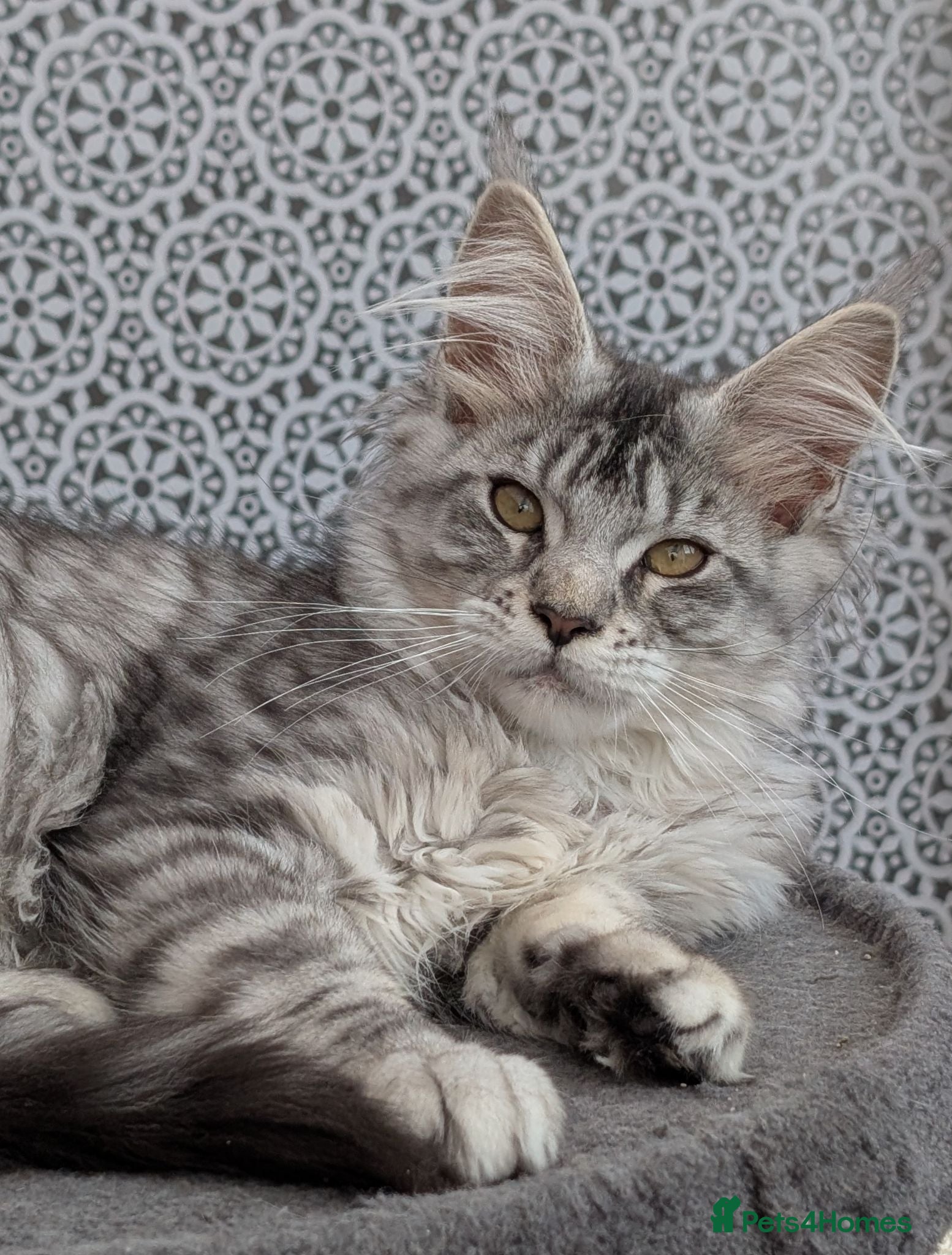 Maine Coon cats Stunning Tica registered Maine coon girls - Advert 6