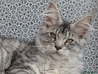 Maine Coon cats Stunning Tica registered Maine coon girls - Advert 6