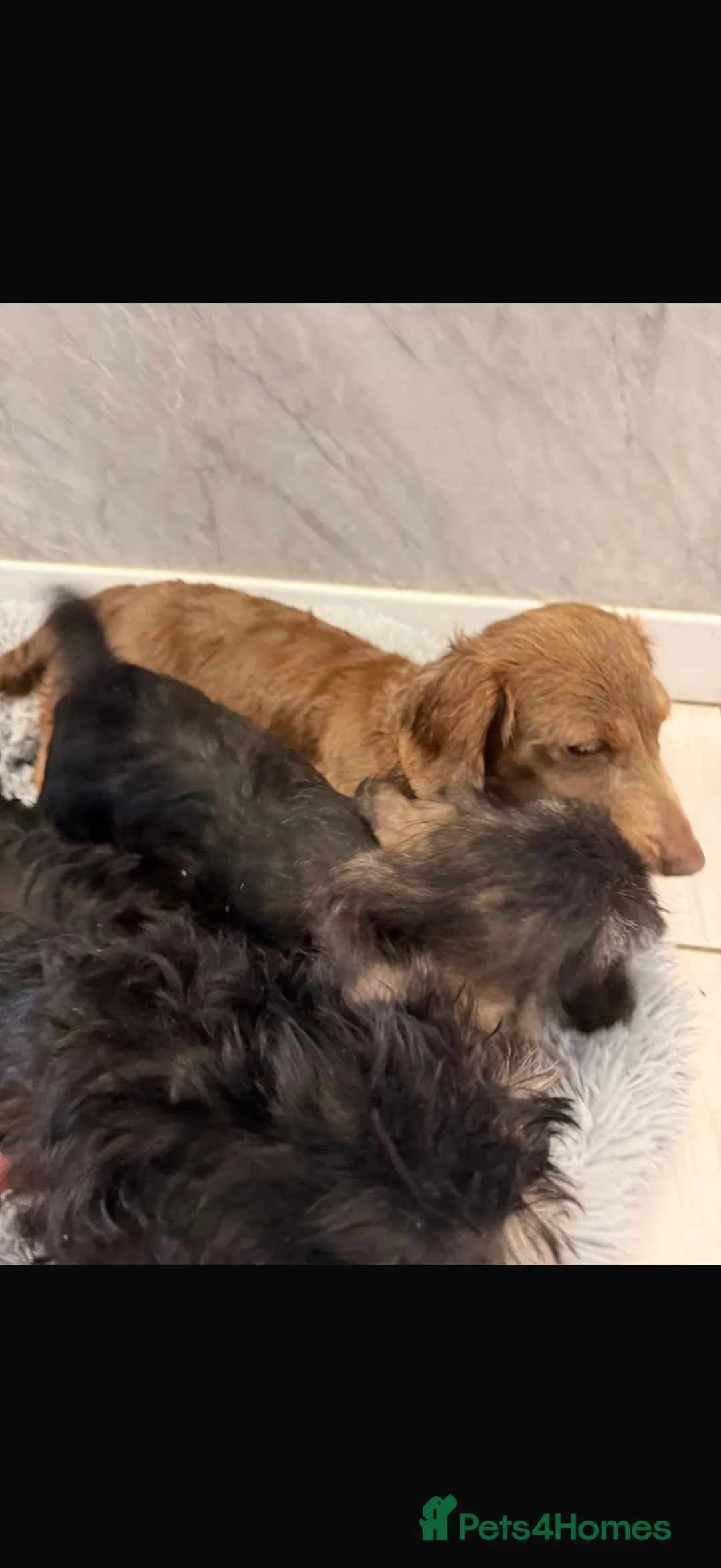 Mixed Breed dogs for sale: Mini schnauzer x mini dachshund  - Advert 1