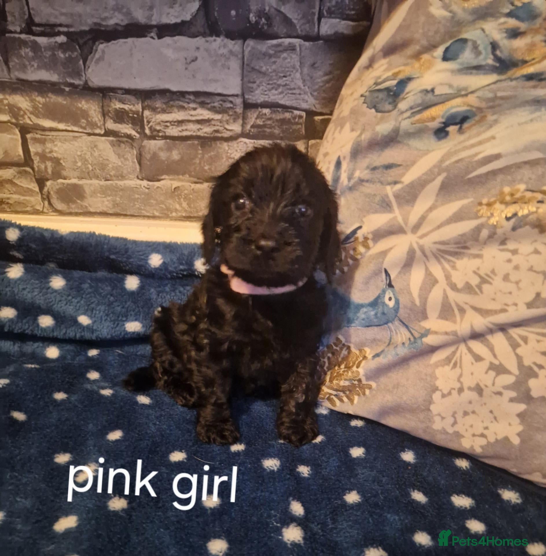 Cockapoo dogs X5 STUNNING COCKAPOOS.FROM A 5 STAR HOME - Advert 2
