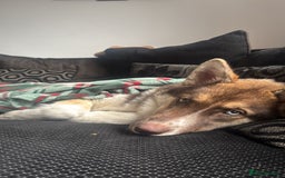 Shepsky dogs for sale: Liebherr The Shepsky - Advert 3