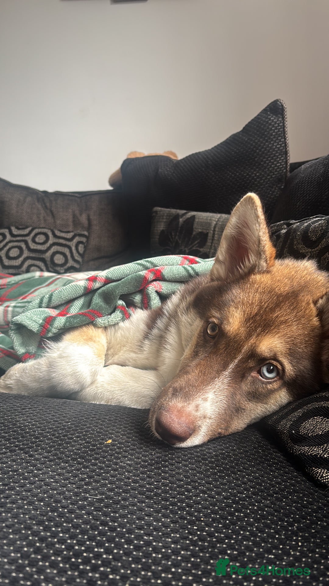 Shepsky dogs for sale: Liebherr The Shepsky - Advert 3