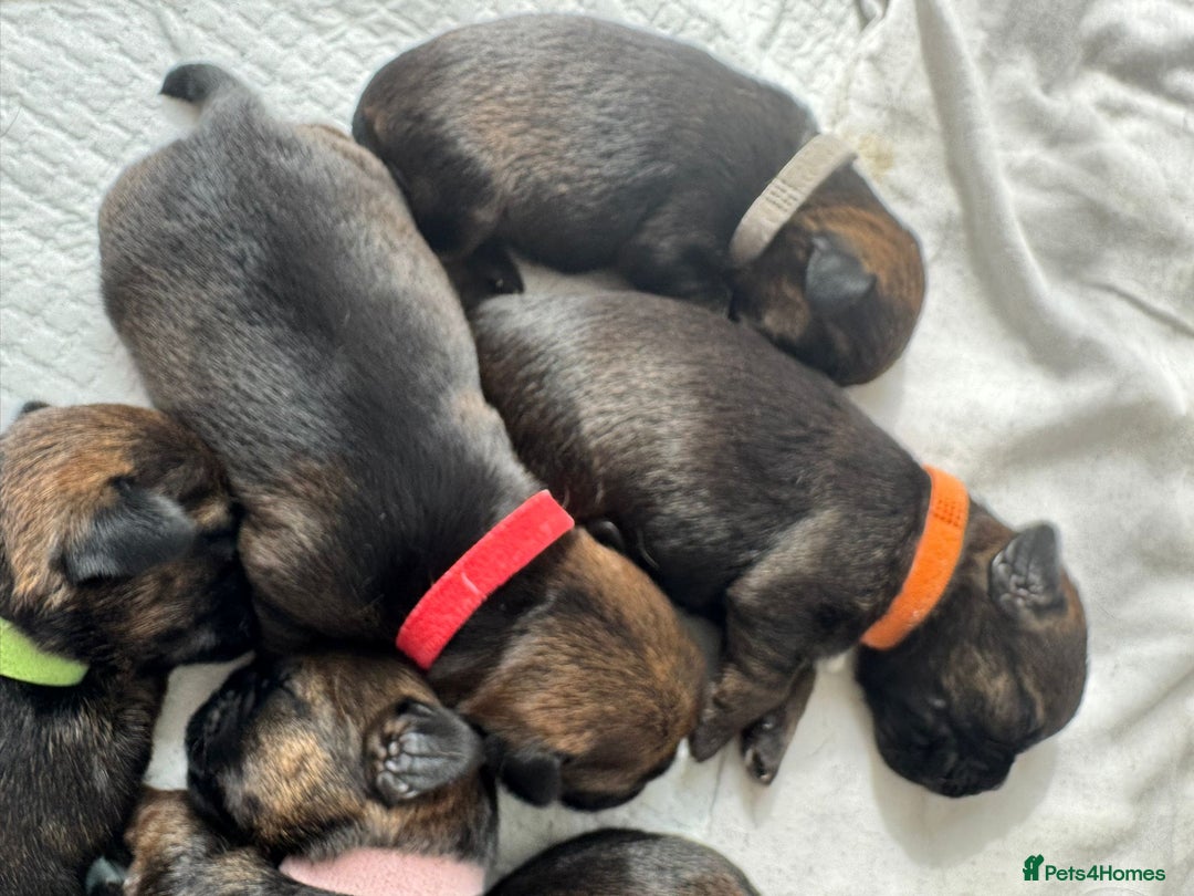 Border Terrier dogs for sale: Border Terrier Puppies (ready 22 Oct 2025) - Image 4