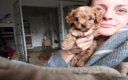 Cockapoo dogs for sale: Very unique Asian Toy Cockerpoos - Image 9