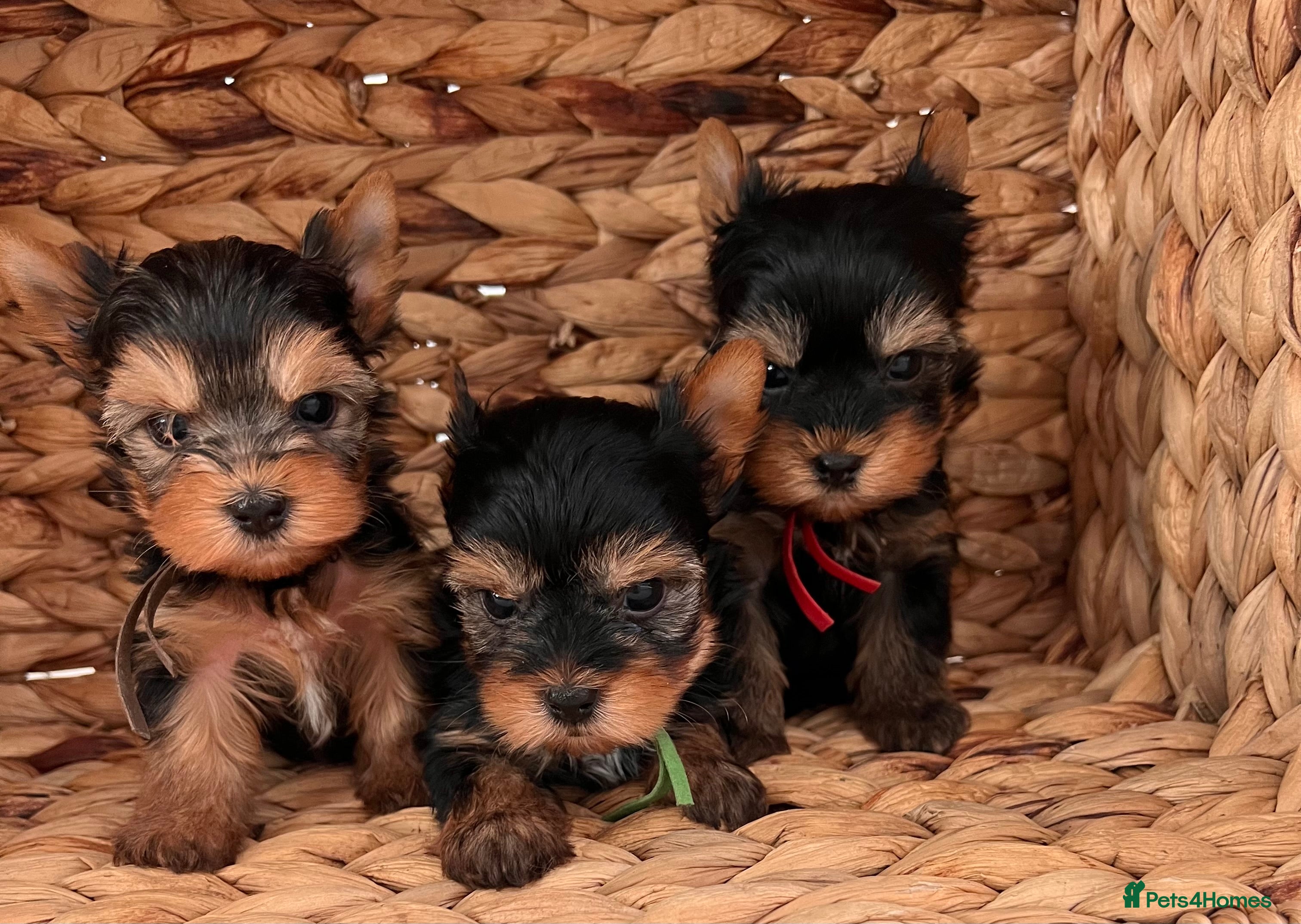Yorkshire Terrier dogs ❣️Miniature Yorkshire Terriers – 4 Boys VERY SMALL - Advert 10