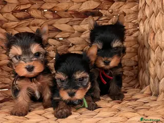 Yorkshire Terrier dogs ❣️Miniature Yorkshire Terriers – 4 Boys VERY SMALL - Advert 10