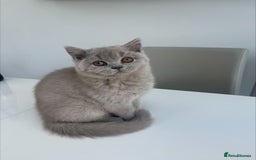 British Shorthair cats for sale: 1 Beautiful British short lilac colour - Image 5