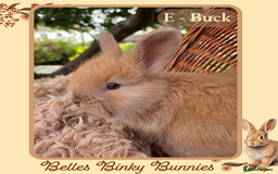 Angora rabbits for sale: 🧡 Pure Bred Angora Babies 🧡 For Reserve - Image 6