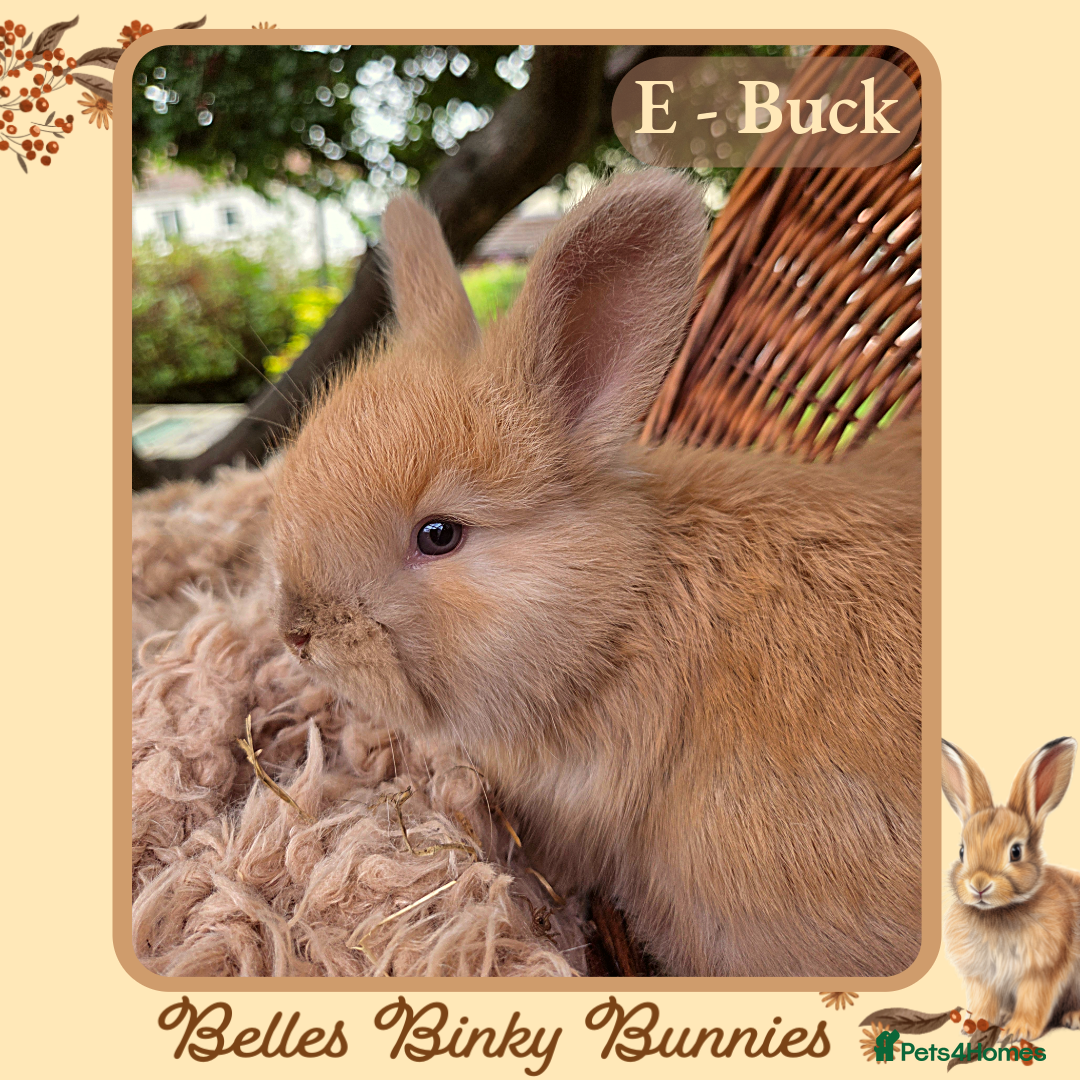 Angora rabbits for sale: 🧡 Pure Bred Angora Babies 🧡 For Reserve - Image 6