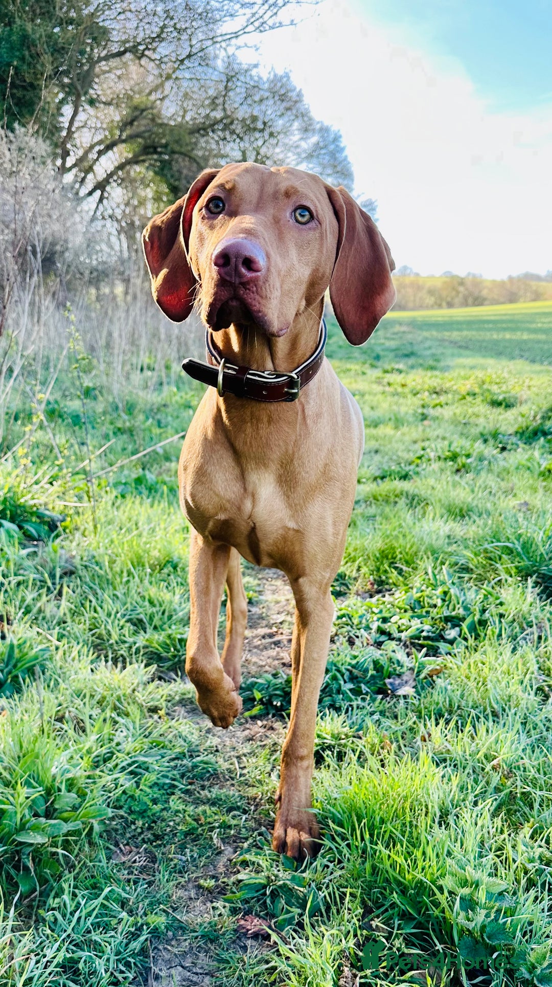 Vizsla Pointer Dog Vizsla Dogs Pointer Wholeselling Vizsla Dog