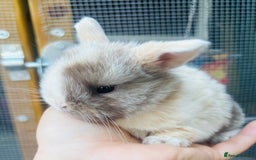 Mini Lop rabbits for sale: PURE bred baby PEDIGREED mini lops  - Image 7