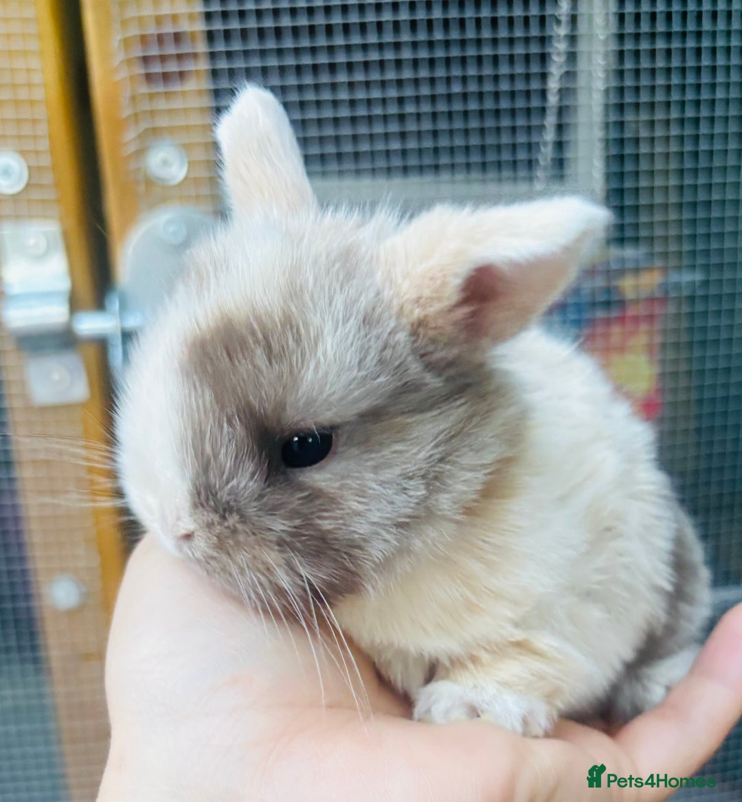Mini Lop rabbits for sale: PURE bred baby PEDIGREED mini lops  - Image 7