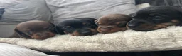Miniature Dachshund dogs for sale: Miniature Dachshund Puppies - Advert 1