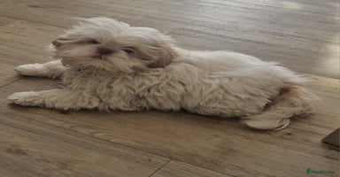 Shih Tzu dogs - Advert 5