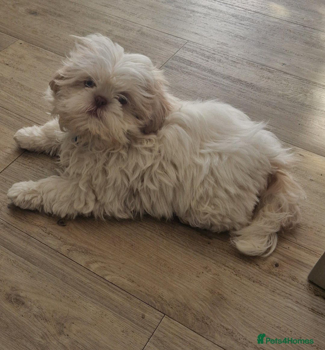 Shih Tzu dogs for sale: KC REGISTERED IMEPERIEL SHIH TZU  - Image 3
