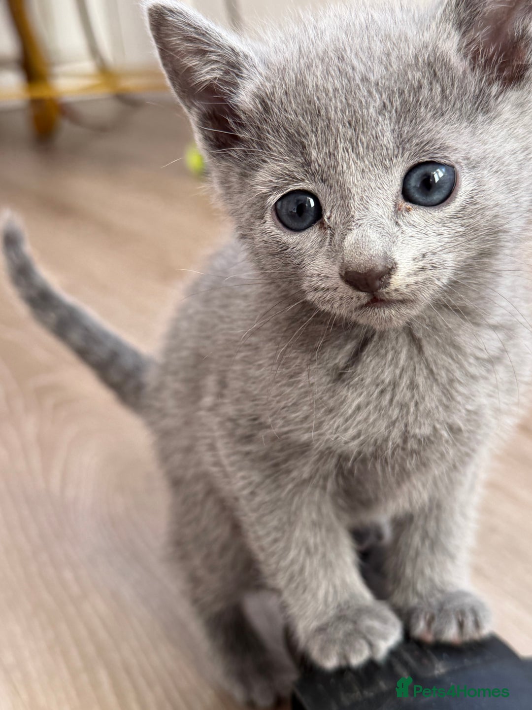 Russian Blue cats for sale: American lines Russian Blue Kittens. - Image 9