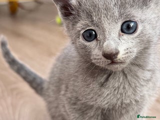 Russian Blue cats - Advert 2