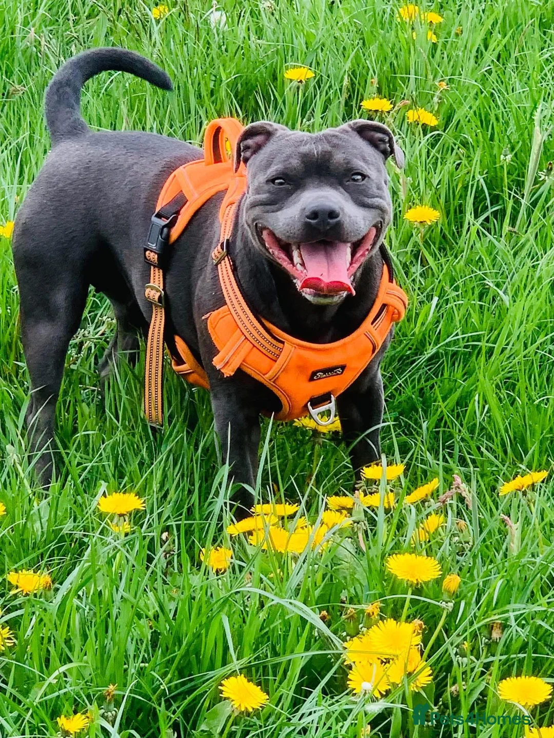 Staffordshire Bull Terrier dogs for sale: Staffordshire bull terrier pups  - Advert 2