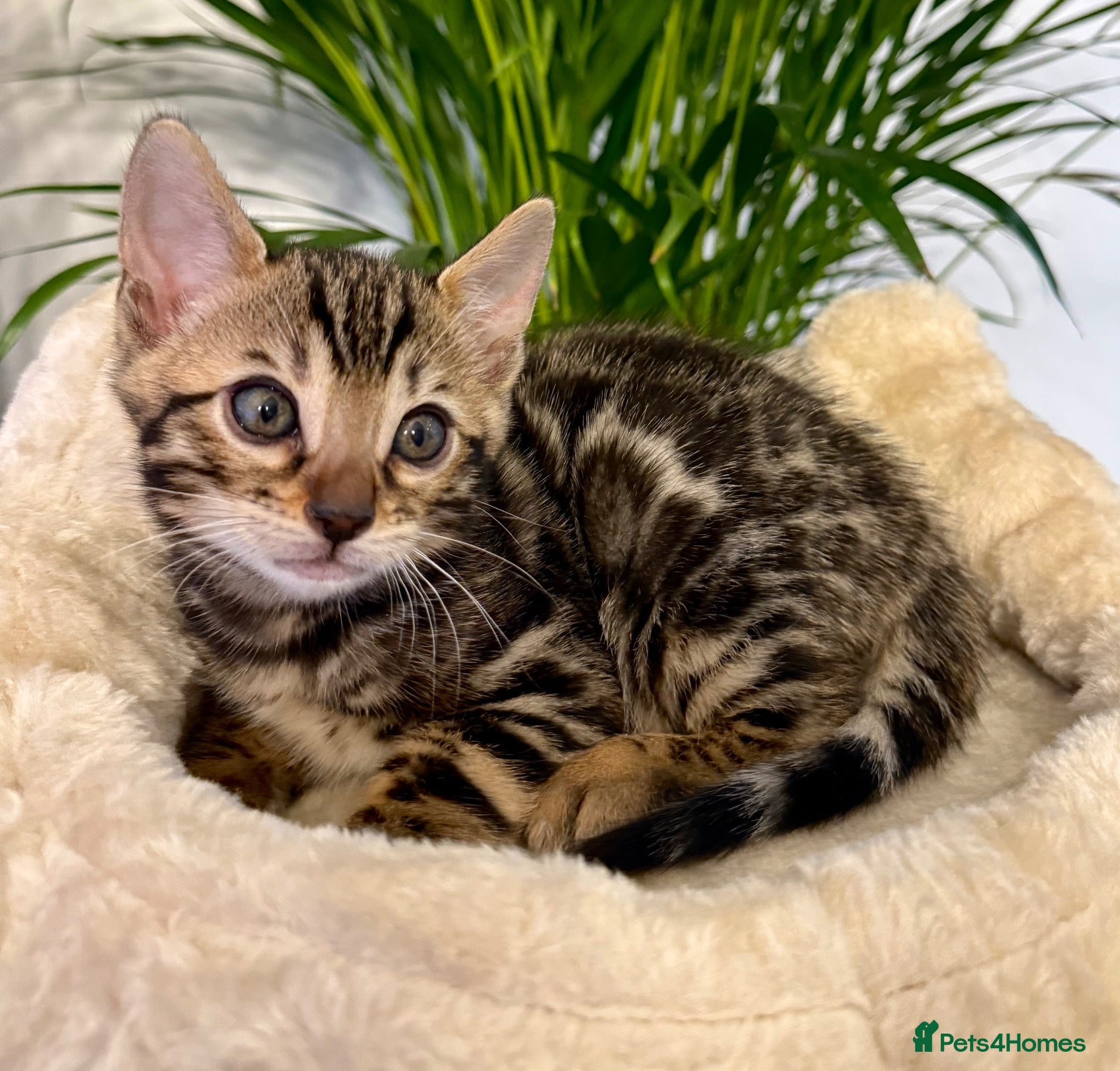 Bengal cats 🐆 Outstanding Champion Leopards🐆  - Advert 2